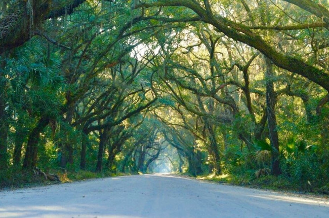 road goes through trees in Gaston, South Carolina