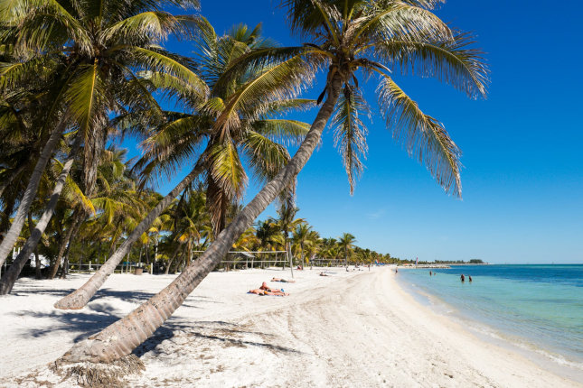 palm trees in Key West, Florida