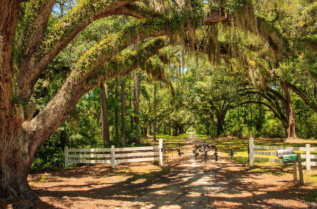 tree-lined road in Newport, South Carolina