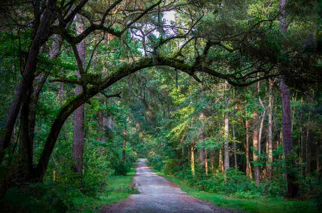 tree-lined road in Red Bank, South Carolina
